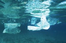Plastiktüten schwimmen im Wasser. Foto: © Gavin Parsons / Marine Photobank