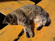 nur eine faule katze