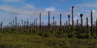 Palmöl-Plantage