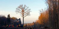 Danni last tree